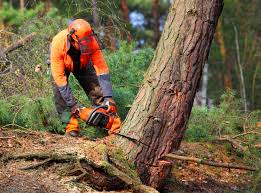 How Our Tree Care Process Works  in  Kelseyville, CA