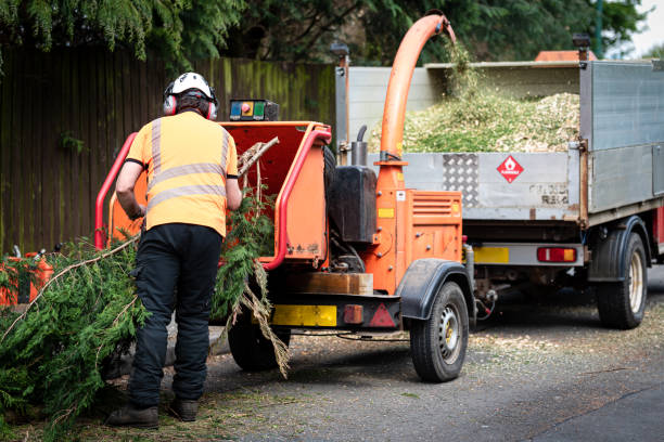 Lawn Renovation and Restoration in Kelseyville, CA