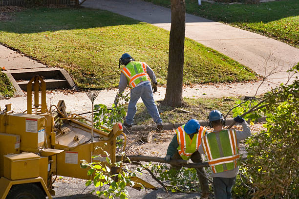 Reliable Kelseyville, CA Tree Care Services Solutions