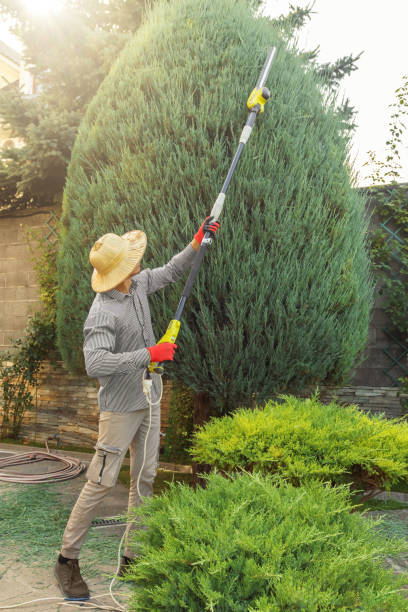 Best Arborist Consultation Services  in Kelseyville, CA